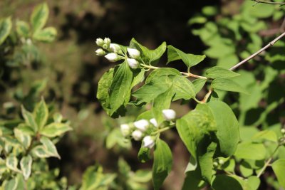 Philadelphus coronarius 'Variegata' - pustoryl věncový - větev